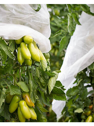 Tomaten-Vliesschlauch Supergrow Bild 2