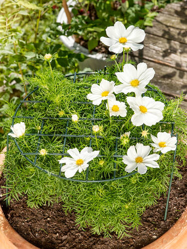 erstes zustzliches Bild des Artikels "Blumen Sttzgitter"