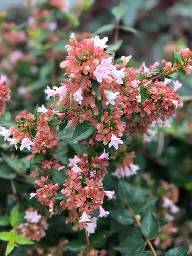 Hauptbild des Artikels "Abelie Raspberry Profusion" aus der Kategorie "Ziergehlze"