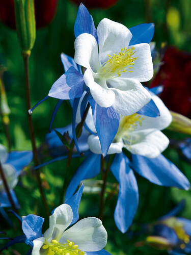 Akelei Cameo Blue and White