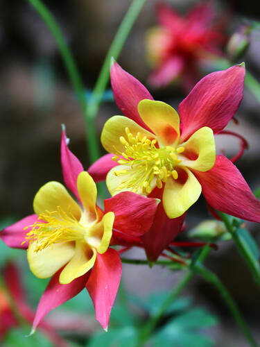 Hauptbild des Artikels "Akelei Earlybird Red Yellow" (Bildbeschreibung ist in Arbeit)