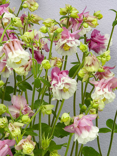 Hauptbild des Artikels "Akelei Pink Petticoat"