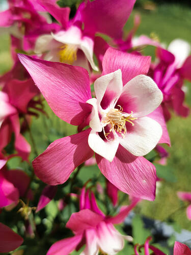 Hauptbild des Artikels "Akelei Spring Magic� Rose & White" (Bildbeschreibung ist in Arbeit)
