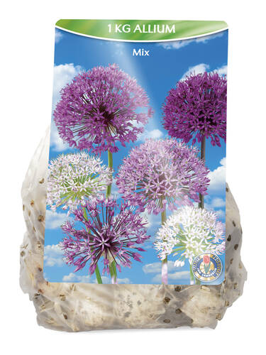 Hauptbild des Artikels "Allium-Mix" (Bildbeschreibung ist in Arbeit)