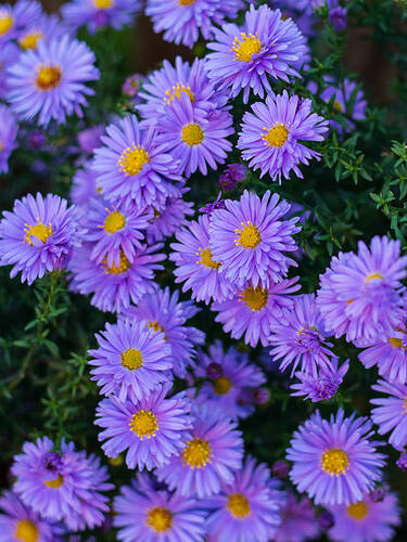 Pflanzen - Alpen-Aster Dunkle Schnheit