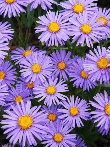 Steingartenpflanzen - Alpen-Aster Goliath