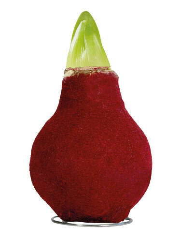 Hauptbild des Artikels "Amaryllis Fashion Velvet Bordeaux - Rote Blte"