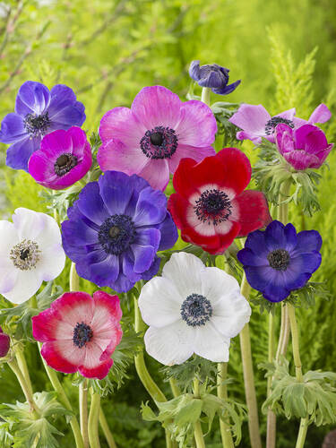 Hauptbild des Artikels "Anemone De Caen Mix" (Bildbeschreibung ist in Arbeit)