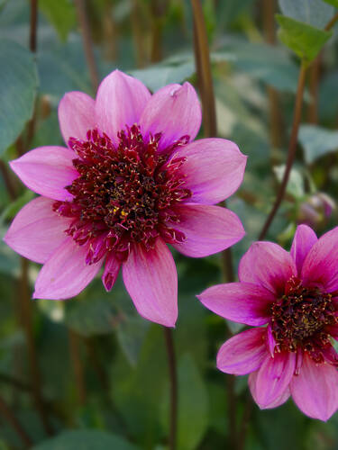 Blumenzwiebeln - Anemonenbltige Dahlie Phantom