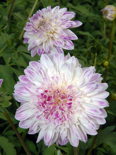 Hauptbild des Artikels "Anemonenbltige Dahlie Que Sera"