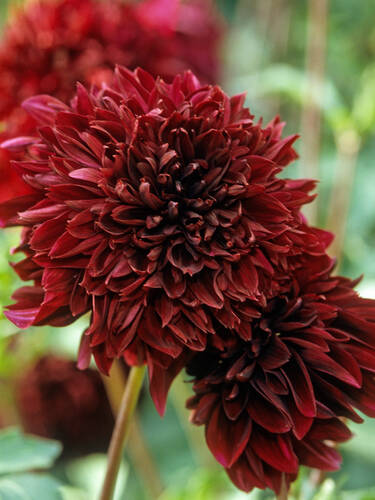 Hauptbild des Artikels "Anemonenbltige Dahlie Soulmann" (Bildbeschreibung ist in Arbeit)