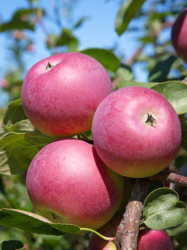 Apfelbaum - Apfel Blauer Klner