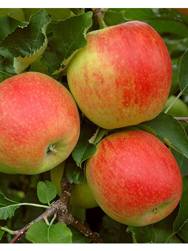 Apfelbaum - Apfel Cox Orange Renette