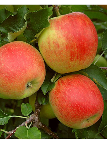 Hauptbild des Artikels "Apfel Cox Orange Renette" aus der Kategorie "Apfelbaum"