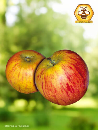 Hauptbild des Artikels "Apfel Goldparmne" aus der Kategorie "Apfelbaum"