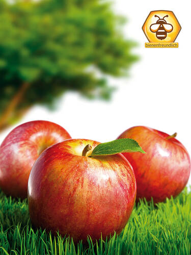 Hauptbild des Artikels "Apfel  Gravensteiner" aus der Kategorie "Apfelbaum"