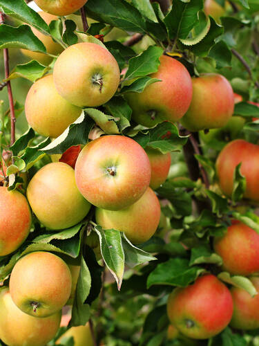Apfelbaum - Apfel Jonagold