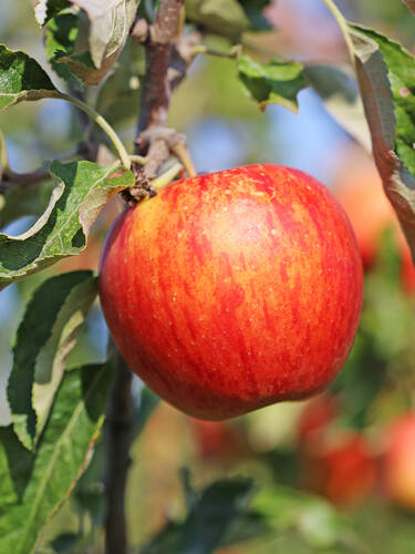 Hauptbild des Artikels "Apfel Jonagored"