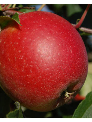 Hauptbild des Artikels "Apfel Mariella" aus der Kategorie "Apfelbaum"