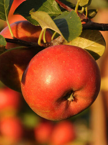 Apfelbaum - Apfel Orange Crisp