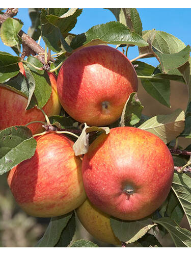 Hauptbild des Artikels "Apfel Pinova" aus der Kategorie "Apfelbaum"