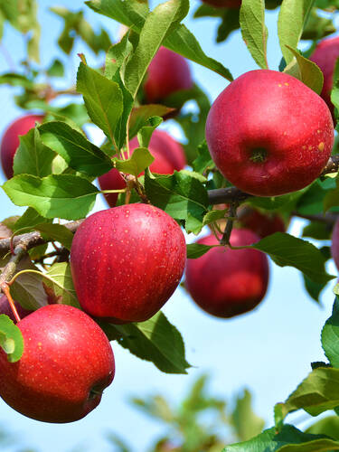 Apfel Rosette