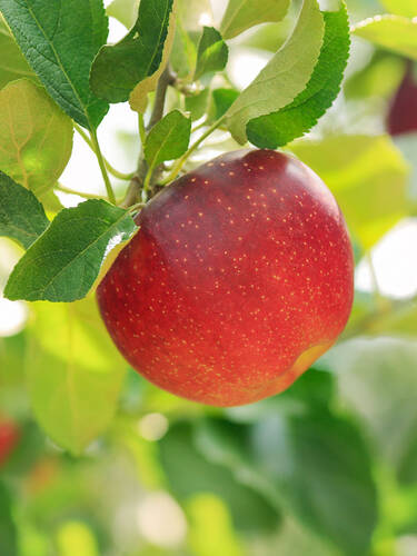Hauptbild des Artikels "Apfel Rote Sternrenette" aus der Kategorie "Apfelbaum"