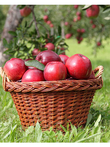 Apfelbaum - Apfel Roter Boskoop