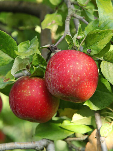 Apfel Roter Boskoop