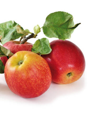 Hauptbild des Artikels "Apfel Roter James Grieve" aus der Kategorie "Apfelbaum"