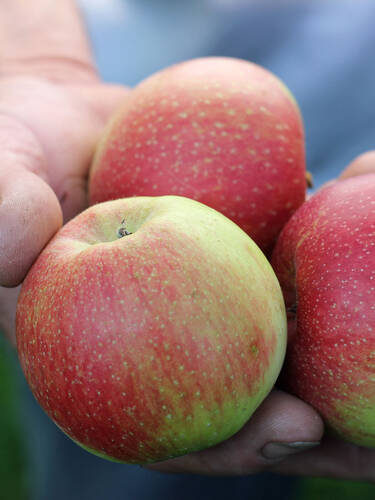 Hauptbild des Artikels "Apfel Santana" aus der Kategorie "Apfelbaum"