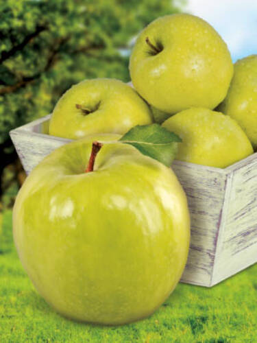 Hauptbild des Artikels "Apfel Weier Klarapfel" aus der Kategorie "Apfelbaum"