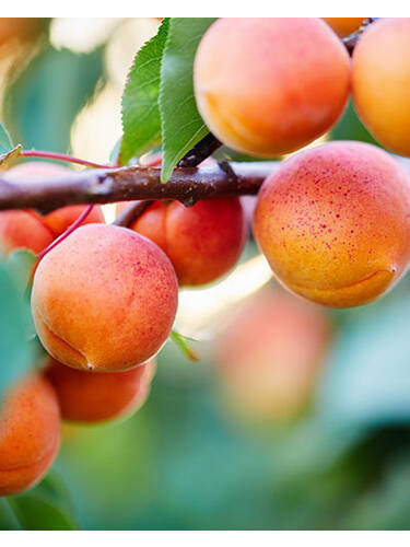 Obstbaum - Aprikose Lisa