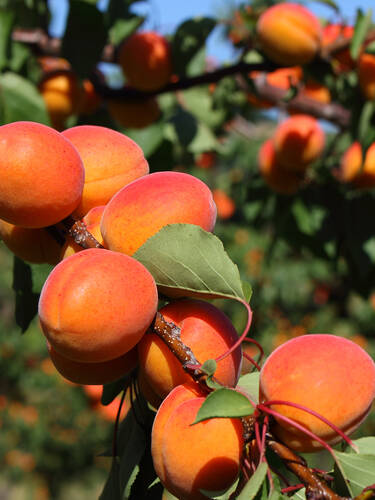 Obstbaum - Aprikose Sunrosso