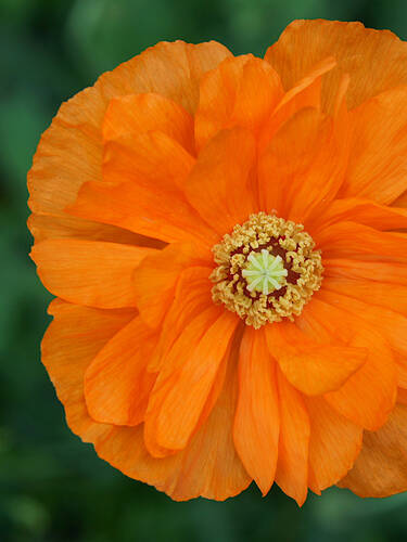 Pflanzen - Armenischer Mohn Flore Plenum