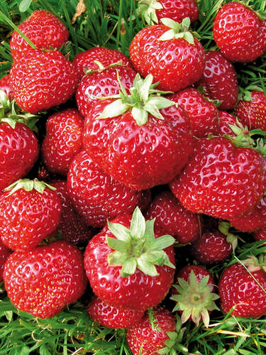 Erdbeerpflanzen - Aroma-Erdbeere Mieze Nova  HZ mit Topfballen