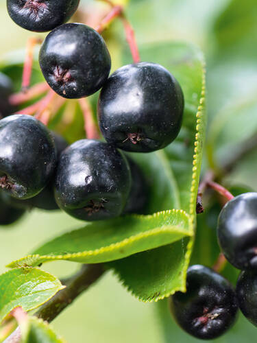 Hauptbild des Artikels "Aroniabeere Viking" aus der Kategorie "Obstgehlze"