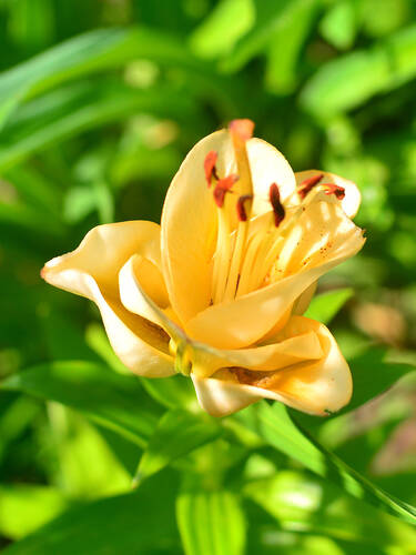 Blumenzwiebeln - Asiatische Lilie Apricot Fudge