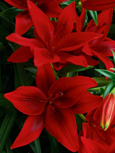Hauptbild des Artikels "Asiatische Lilie Black Out" aus der Kategorie "Blumenzwiebeln"