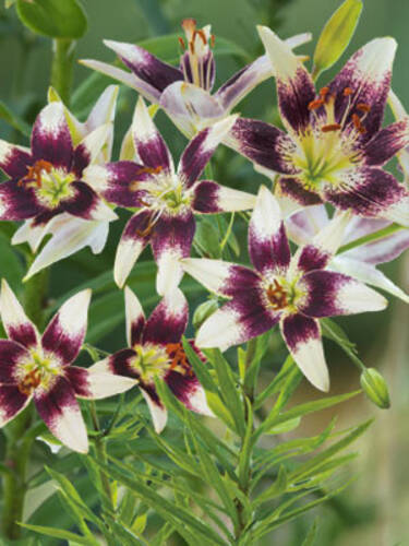 Hauptbild des Artikels "Asiatische Lilie Cecil" aus der Kategorie "Blumenzwiebeln"