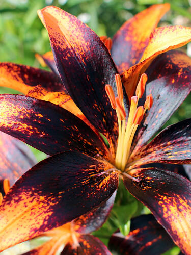 Hauptbild des Artikels "Asiatische Lilie Forever Susan" (Bildbeschreibung ist in Arbeit)