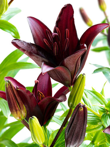 Blumenzwiebeln - Asiatische Lilie Landini