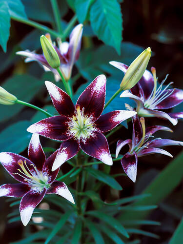 Blumenzwiebeln - Asiatische Lilie Purple Heart