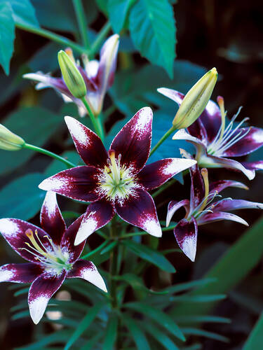 Hauptbild des Artikels "Asiatische Lilie Purple Heart"
