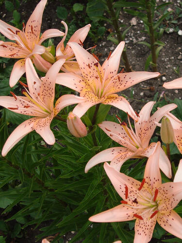 Hauptbild des Artikels "Asiatische Lilie Tiger Babies" aus der Kategorie "Blumenzwiebeln"