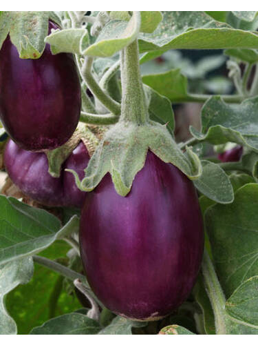 Aubergine Jewel Amethyst