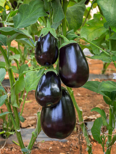 Hauptbild des Artikels "Aubergine Jewel Jet"