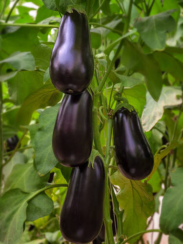 Hauptbild des Artikels "Aubergine Jewel Jet (unveredelt)" (Bildbeschreibung ist in Arbeit)
