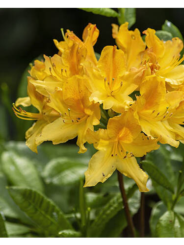 Azalee Anneke Rhododendron Azalee Ziergeholze Gartenversandhaus De