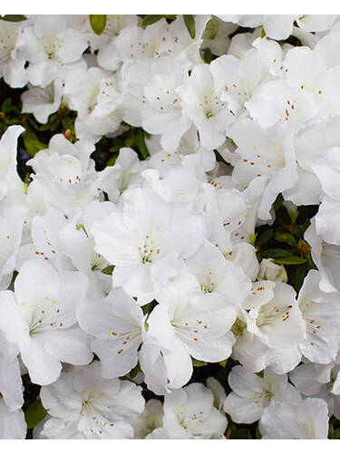 Hauptbild des Artikels "Azalee Bloom Champion Wei" aus der Kategorie "Ziergehlze"